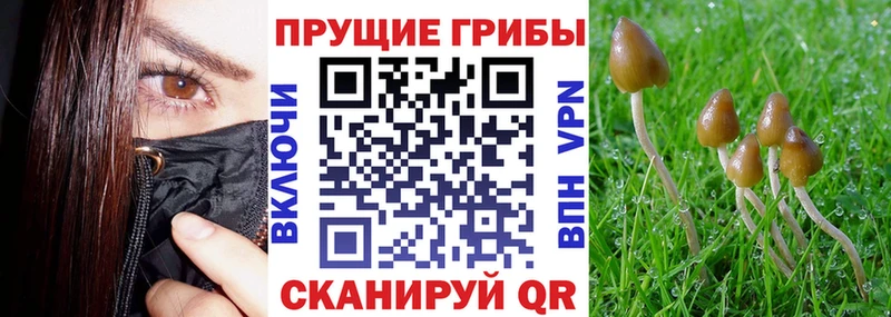 Псилоцибиновые грибы мицелий Купить Карталы